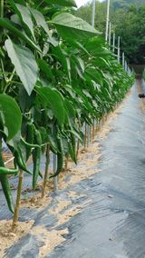 팜모닝 고추·영농일지 게시글 이미지