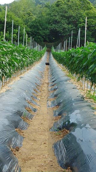 엉뚱한농사꾼임경섭님의 고추 · 영농일지 작성글 사진