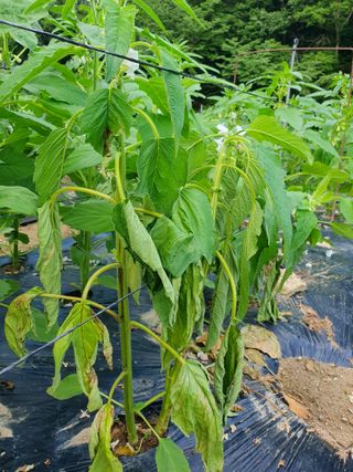 효우필독님의 들깨 · 영농일지 작성글 사진