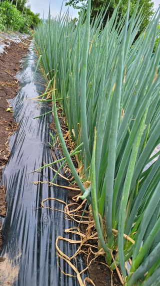 최병서님의 파 · 병해충상담 작성글 사진