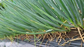 최병서님의 파 · 병해충상담 작성글 사진