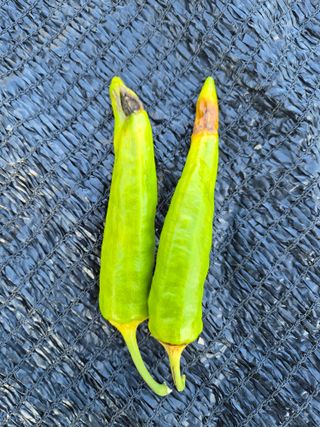 남천나무7076님의 고추 · 비료•농약 작성글 사진