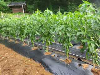 김진환님의 자유주제 · 자유게시판 작성글 사진