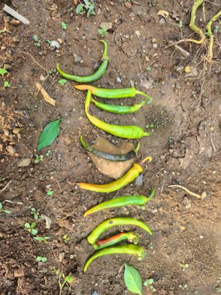 김진환님의 자유주제 · 자유게시판 작성글 사진