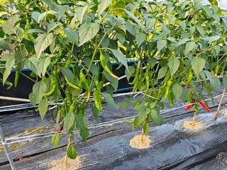 김명진님의 고추 · 병해충상담 작성글 사진