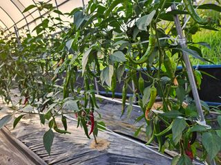 김명진님의 고추 · 병해충상담 작성글 사진