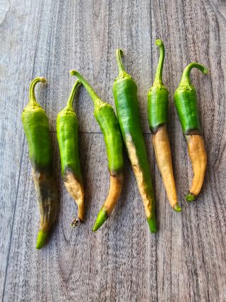 김명진님의 고추 · 병해충상담 작성글 사진