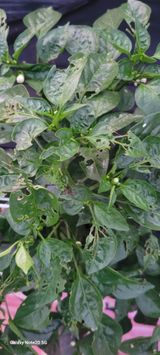 팜모닝 농사, 무엇이든 물어보세요!·참여글 게시글 이미지