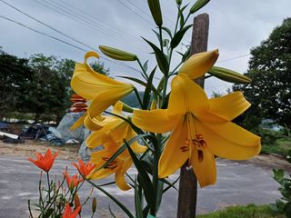 포천종삼농사꾼님의 자유주제 · 사진전 작성글 사진
