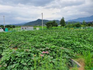 김경섭님의 벼 · 자유게시판 작성글 사진