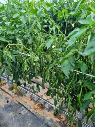 장례지도사1급님의 자유주제 · 자유게시판 작성글 사진