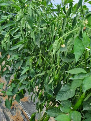 장례지도사1급님의 자유주제 · 자유게시판 작성글 사진