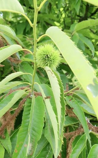 안씨농원님의 자유주제 · 자유게시판 작성글 사진