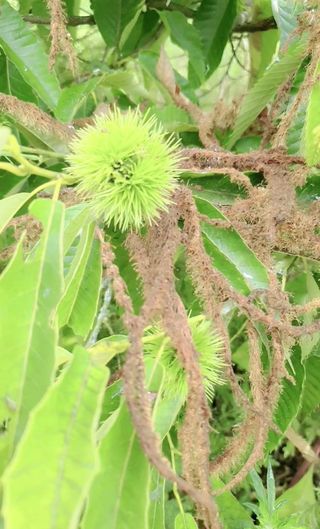 안씨농원님의 자유주제 · 자유게시판 작성글 사진