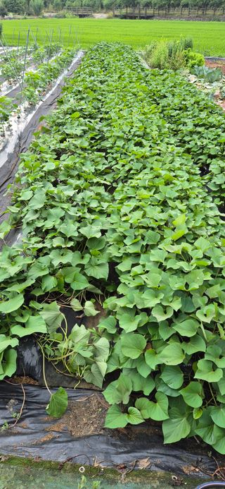 친정집같은언니님의 고추 · 영농일지 작성글 사진