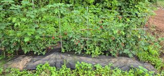 친정집같은언니님의 고추 · 영농일지 작성글 사진