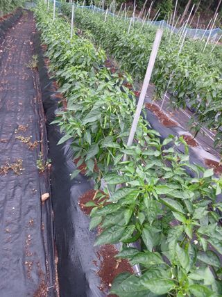 전국하님의 자유주제 · 자유게시판 작성글 사진