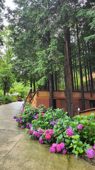 치유숲모이라양재순님의 자유주제 · 자유게시판 작성글 사진