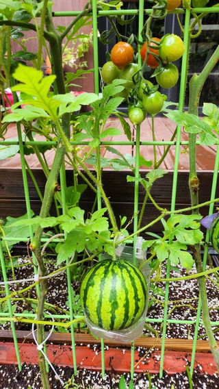 치유숲모이라양재순님의 자유주제 · 자유게시판 작성글 사진