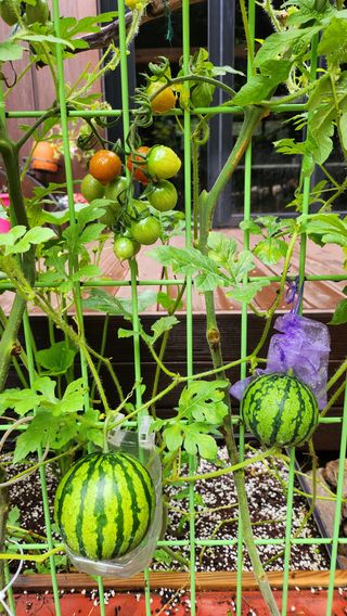 치유숲모이라양재순님의 자유주제 · 자유게시판 작성글 사진