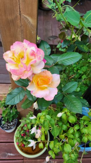 치유숲모이라양재순님의 자유주제 · 자유게시판 작성글 사진