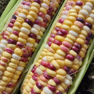 김영미(용흥팜)님의 자유주제 · 자유게시판 작성글 사진