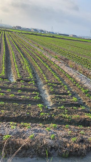 김종만님의 콩 · 영농일지 작성글 사진