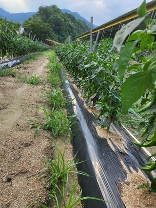 김복덕님의 고추 · 영농일지 작성글 사진