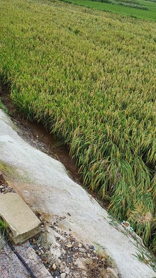 박은혜님의 팜모닝 · 출석 작성글 사진