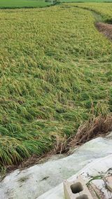 팜모닝 팜모닝·출석 게시글 이미지