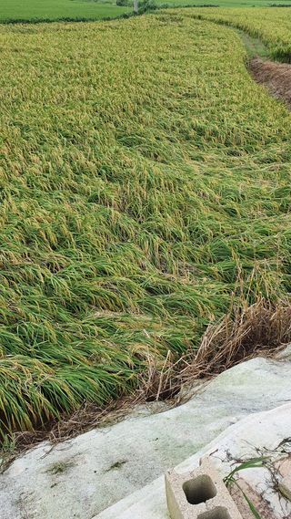 박은혜님의 팜모닝 · 출석 작성글 사진