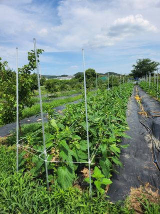 참가죽님의 참깨 · 영농일지 작성글 사진