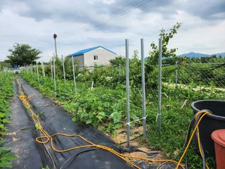 참가죽님의 참깨 · 영농일지 작성글 사진