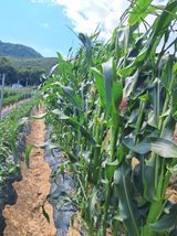 팜모닝 호박·영농일지 게시글 이미지