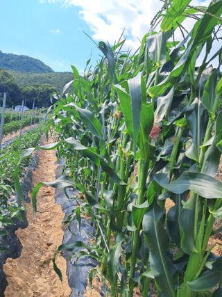 황갑순님의 호박 · 영농일지 작성글 사진