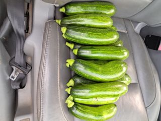 황갑순님의 호박 · 영농일지 작성글 사진