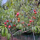 팜모닝 복숭아·영농일지 게시글 이미지