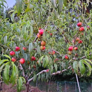 김기철님의 복숭아 · 영농일지 작성글 사진