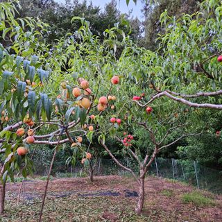 김기철님의 복숭아 · 영농일지 작성글 사진