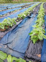 팜모닝 참깨·영농일지 게시글 이미지