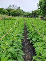 팜모닝 참깨·영농일지 게시글 이미지