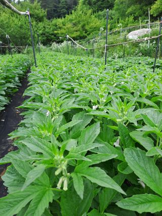 김영민님의 참깨 · 영농일지 작성글 사진