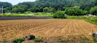 마늘16716님의 들깨 · 영농일지 작성글 사진