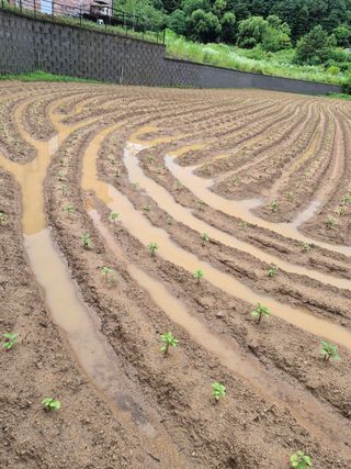 마늘16716님의 들깨 · 영농일지 작성글 사진