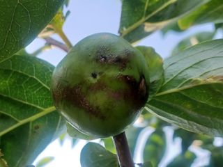 감나드리님의 자유주제 · 자유게시판 작성글 사진