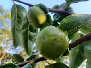 감나드리님의 자유주제 · 자유게시판 작성글 사진