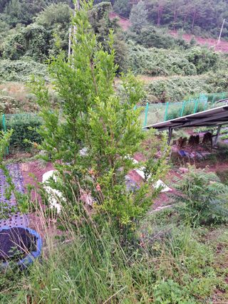 정자형님의 사과 · 비료•농약 작성글 사진