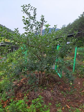 정자형님의 사과 · 비료•농약 작성글 사진