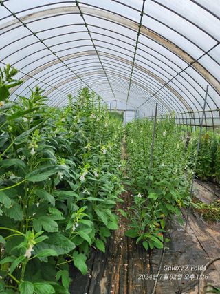 김미애님의 참깨 · 영농일지 작성글 사진