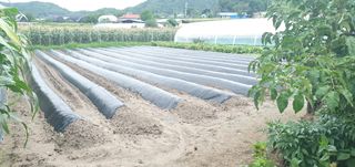 최고봉님최진홍님의 들깨 · 영농일지 작성글 사진